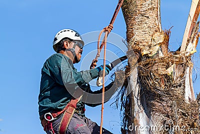 Trimming Trees