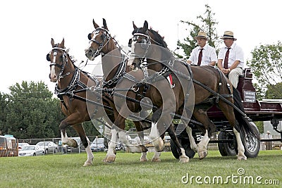 Triple Hitch Draft Horses at Agricultural Fair