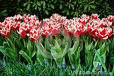 Triumph Tulips