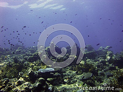 Tropic underwater scene