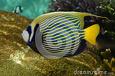 Tropical angel fish with stripes