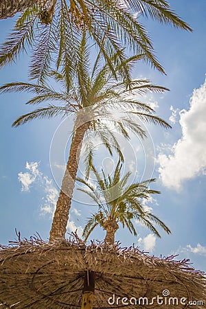 Tropical background of palm trees over a blue sky