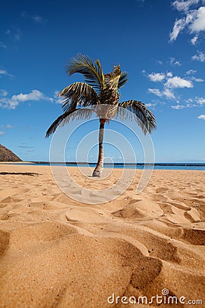 Tropical beach with a palm
