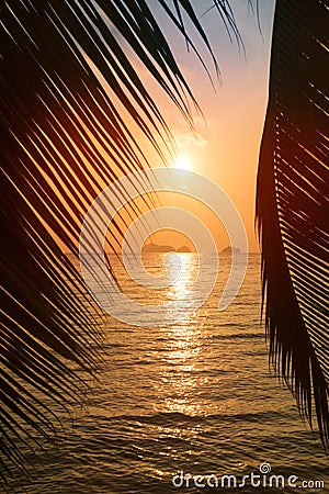 Tropical beach with palm leaf