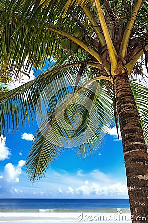 Tropical beach palm tree Trinidad and Tobago Maracas Bay blue sky and sea