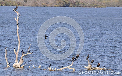 Tropical Birds on a Branch