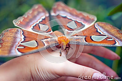 The tropical butterfly sits on a hand