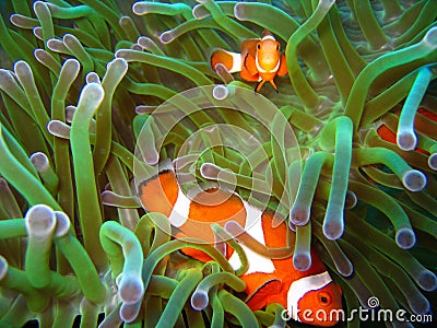 Tropical clown fish