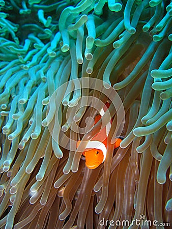 Tropical clown fish