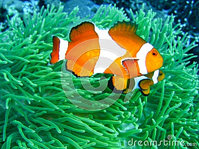 Tropical clown fish