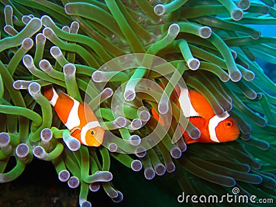 Tropical clown fish coral