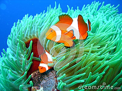 Tropical clown fish family