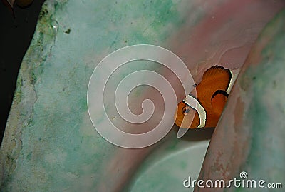 Tropical Clown Fish in shell