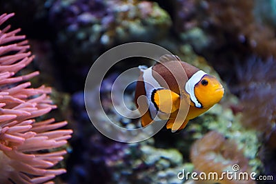 Tropical clownfish swims near coral reef