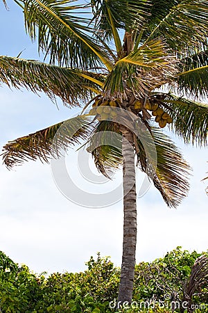 Tropical Coconut Palm Tree