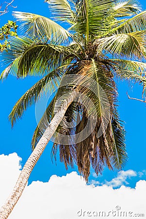 Tropical coconut palm tree in Seyshelles