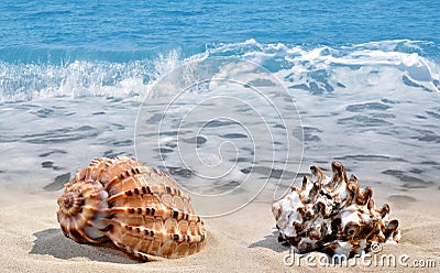 Tropical Conch shells