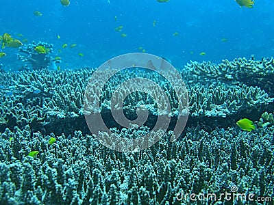Tropical coral reef and fish