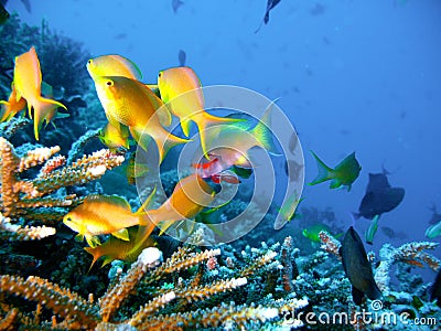 Tropical coral reef fish