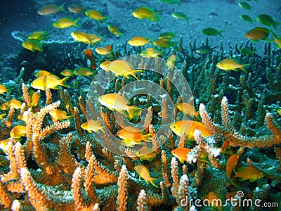 Tropical coral reef fish