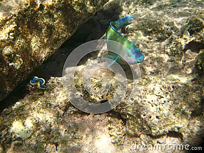 Tropical exotic fish underwater. The pseododax moluccanus