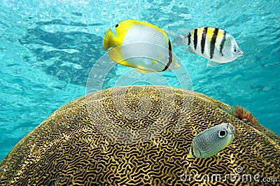 Tropical fish above brain coral