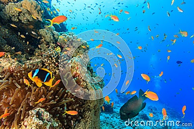 Tropical fish and a clownfish swim around a coral reef