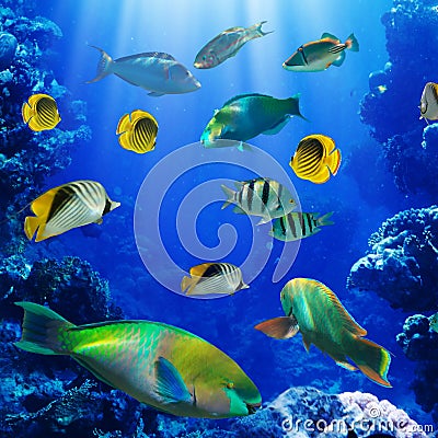 Tropical fish in coral reef