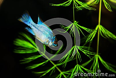 Tropical Fish on a coral reef underwater