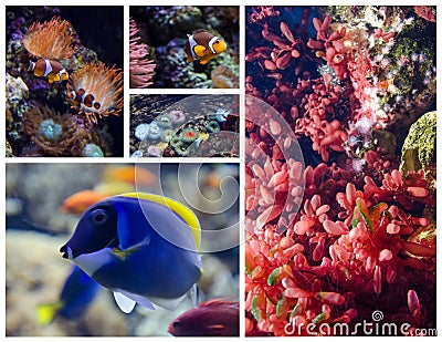 Tropical fish and coral reefs. Set of pictures