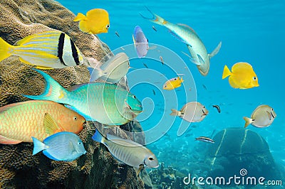 Tropical fish school in a coral reef