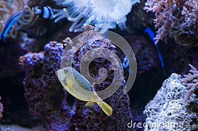 Tropical fish swimming