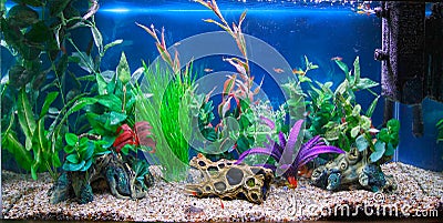 Tropical fish tank aquarium