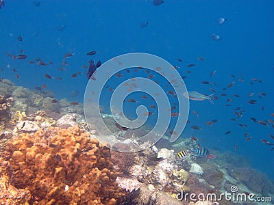 Tropical Fish under sea