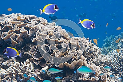 Tropical fishes аnd corals. Underwater world.