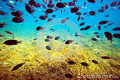 Tropical fishes on coral reef area