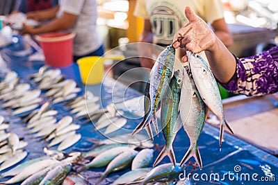 Tropical fishes on sell