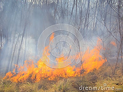 Tropical forest fire