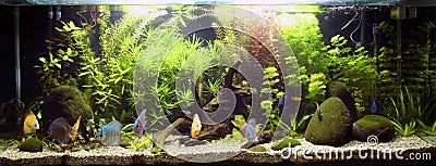 Tropical Freshwater Aquarium