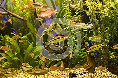 Tropical freshwater Aquarium