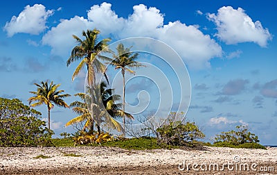 Tropical island. Coral fields and palm trees.