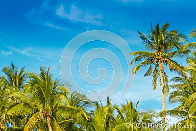 Tropical island, palm trees on sky background