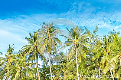 Tropical island, palm trees on sky background