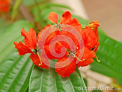 Tropical Orange Flower