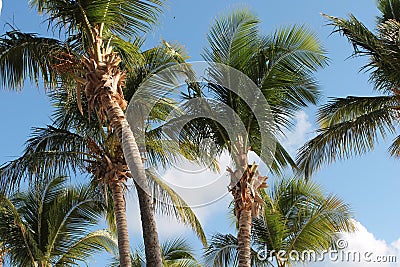 Tropical palm tree and sky