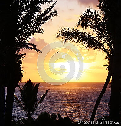 Tropical palm tree sunset