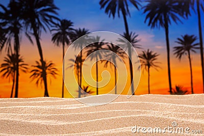 Tropical palm tree sunset sky on sand dune beach