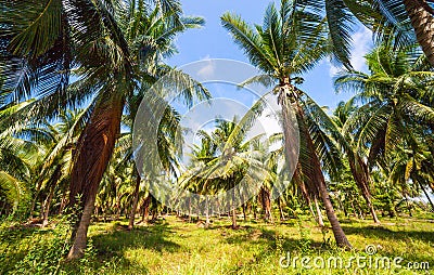 Tropical palm trees