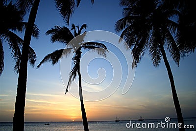 Tropical Palms at Sunset