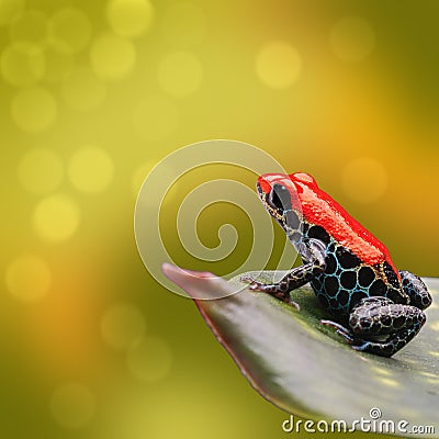 Tropical poison dart frog